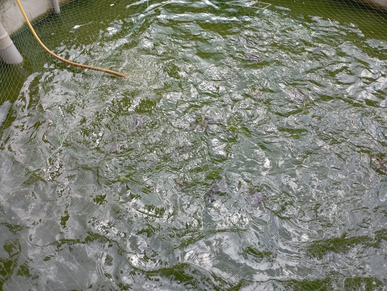 Bac de silure majeure