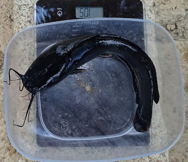 Géniteurs de silure mâles et femelles